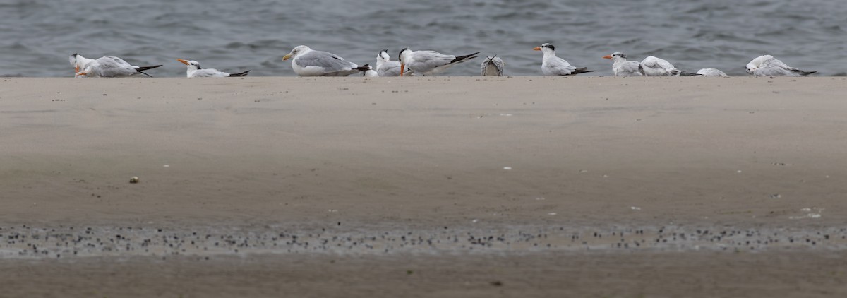 Royal Tern - ML642036592
