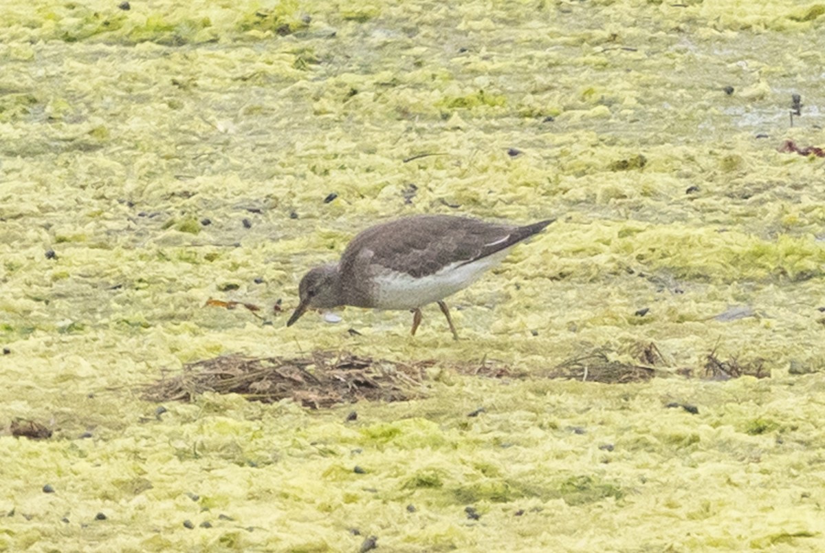 Surfbird - ML642036602