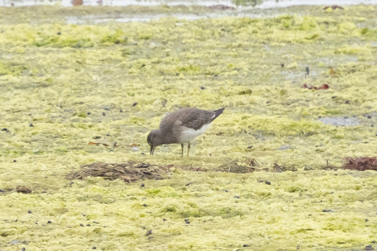 Surfbird - ML642036603