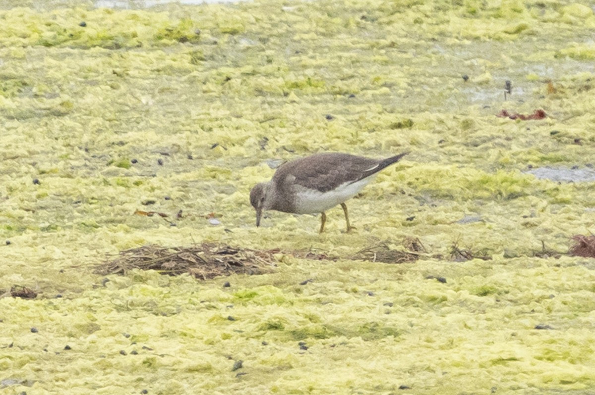 Surfbird - ML642036604