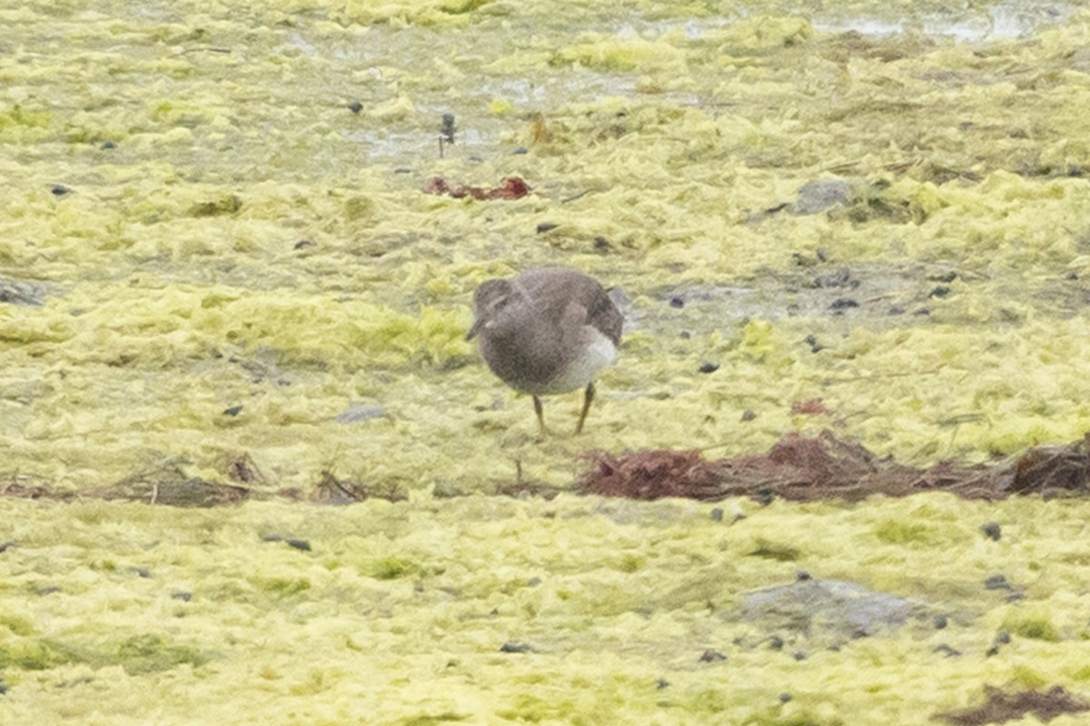 Surfbird - ML642036605