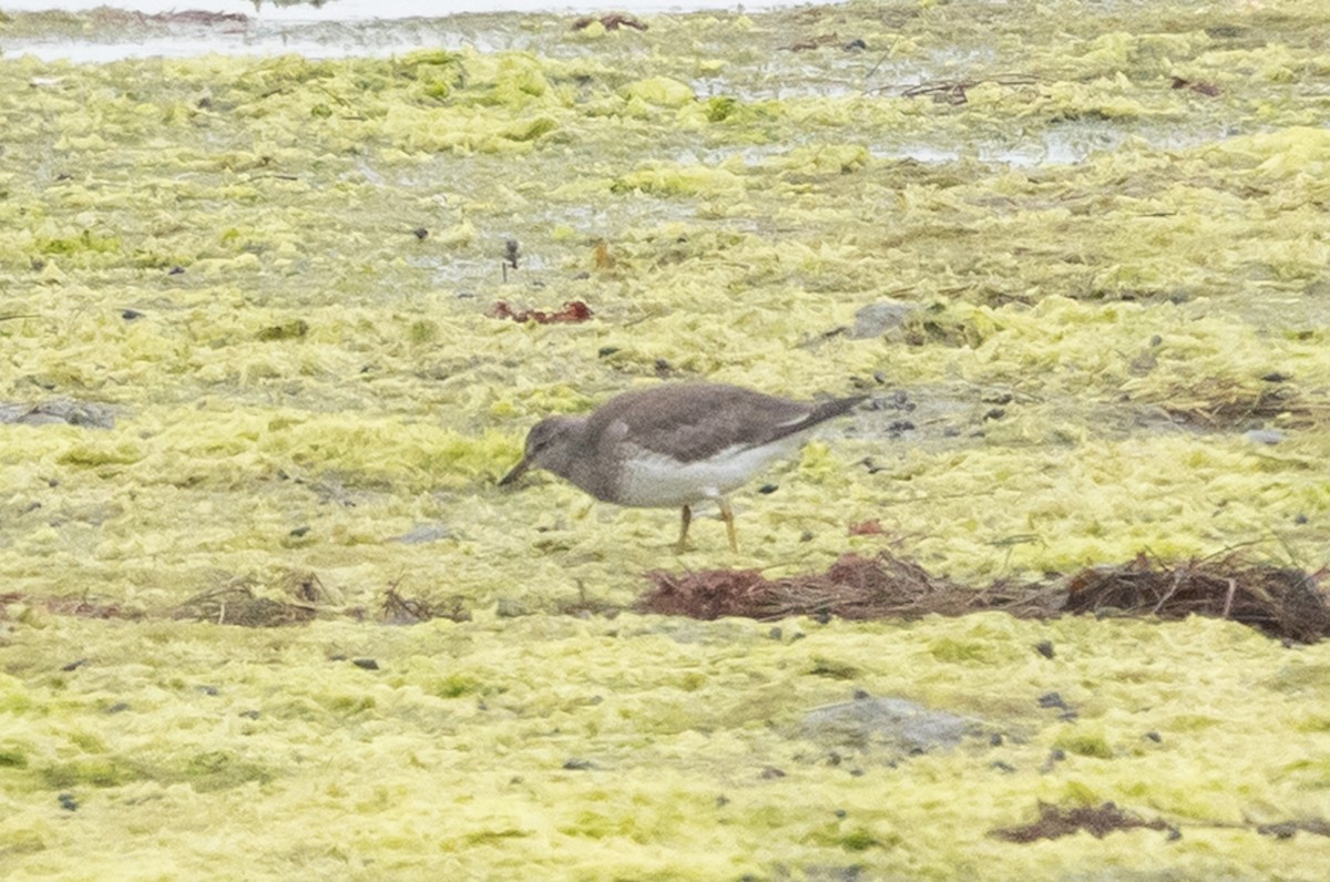 Surfbird - ML642036606