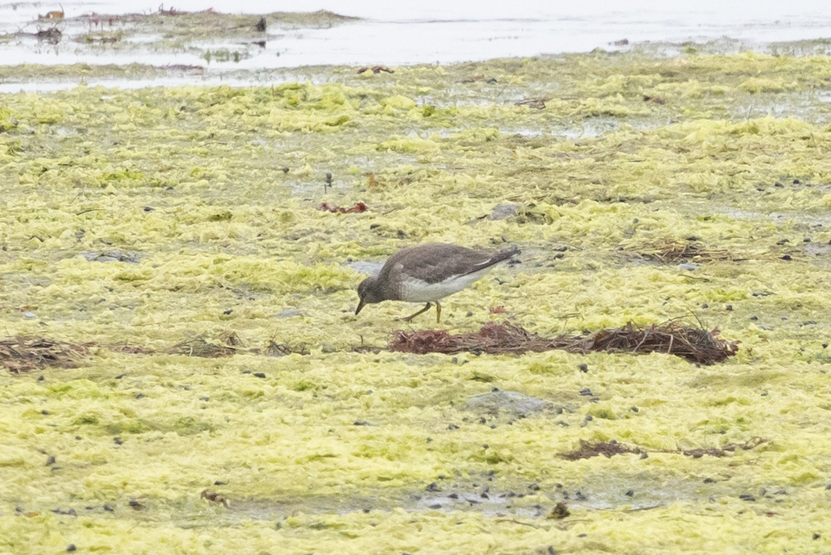 Surfbird - ML642036607