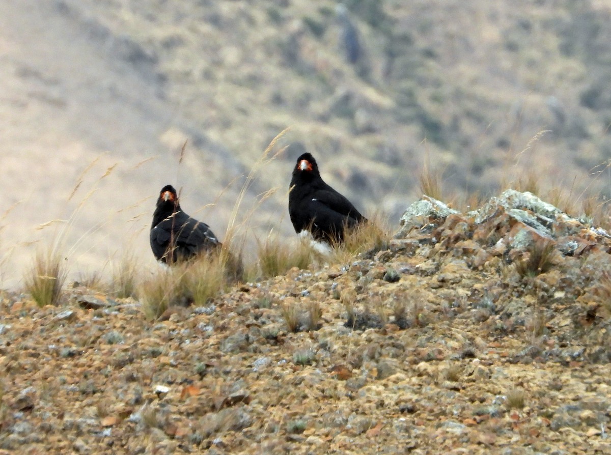 Mountain Caracara - ML642036608