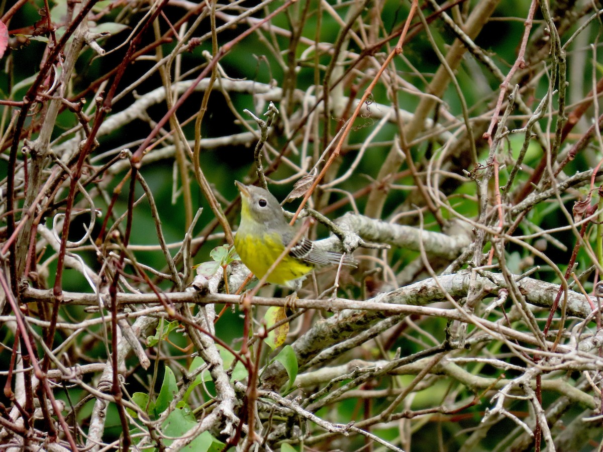 Magnolia Warbler - ML642036621