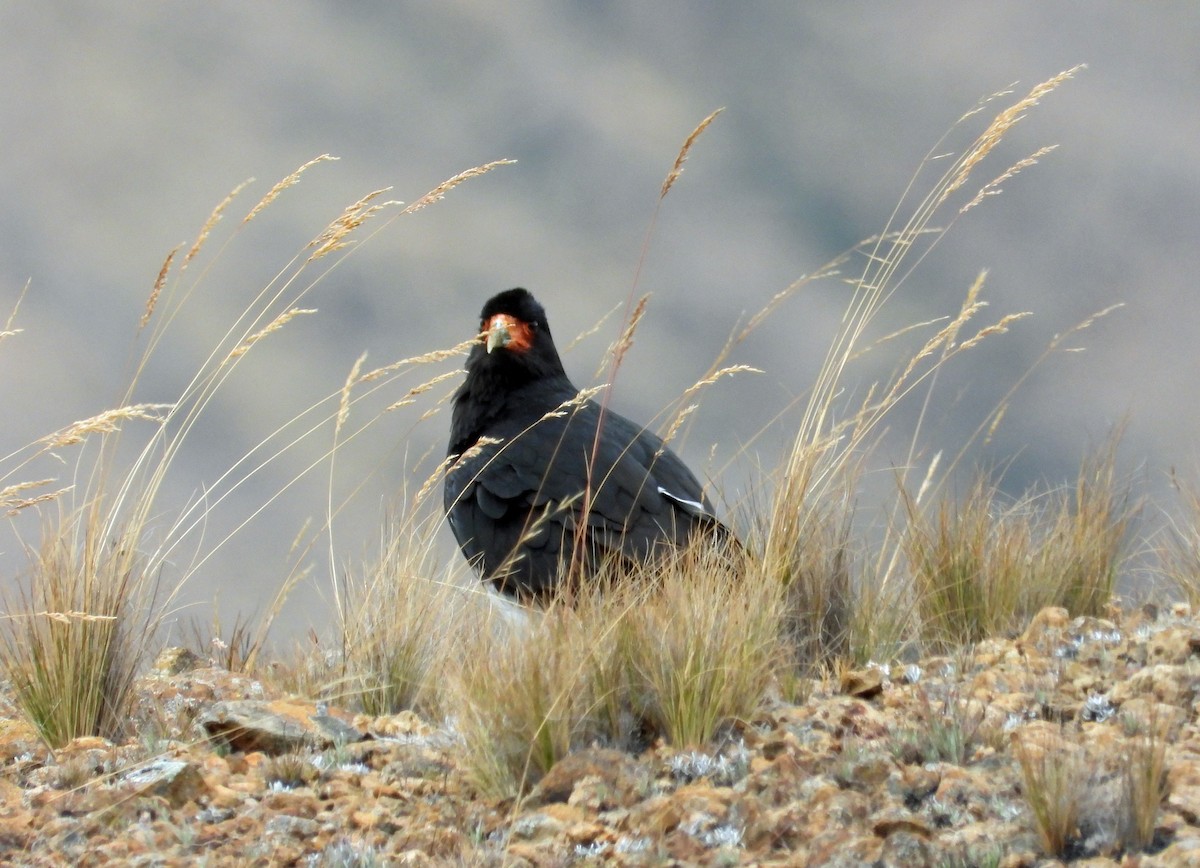 Mountain Caracara - ML642036623