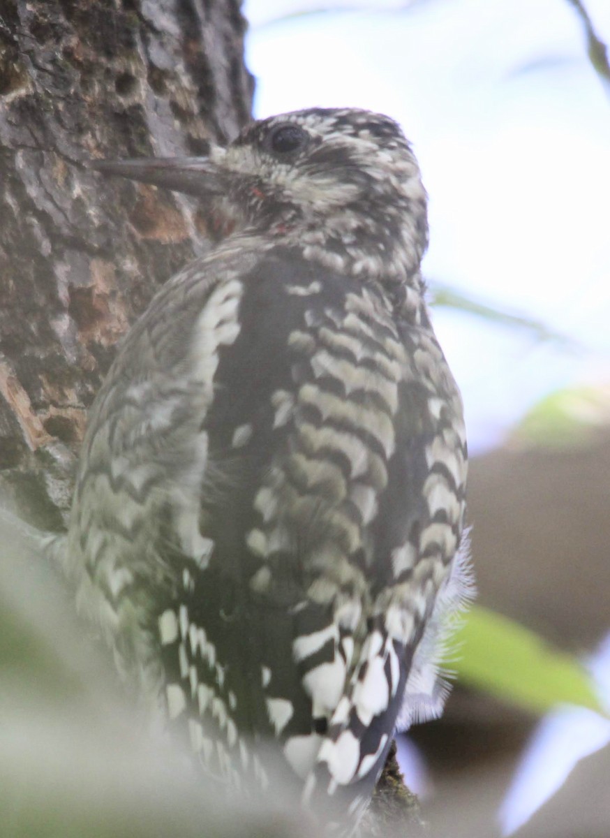 Yellow-bellied Sapsucker - ML642036631