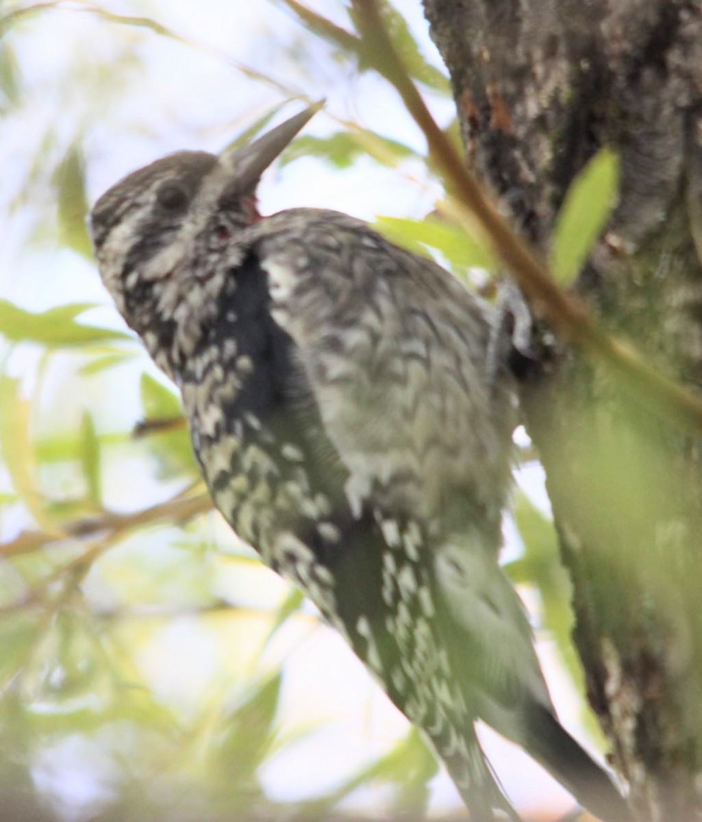 Yellow-bellied Sapsucker - ML642036632