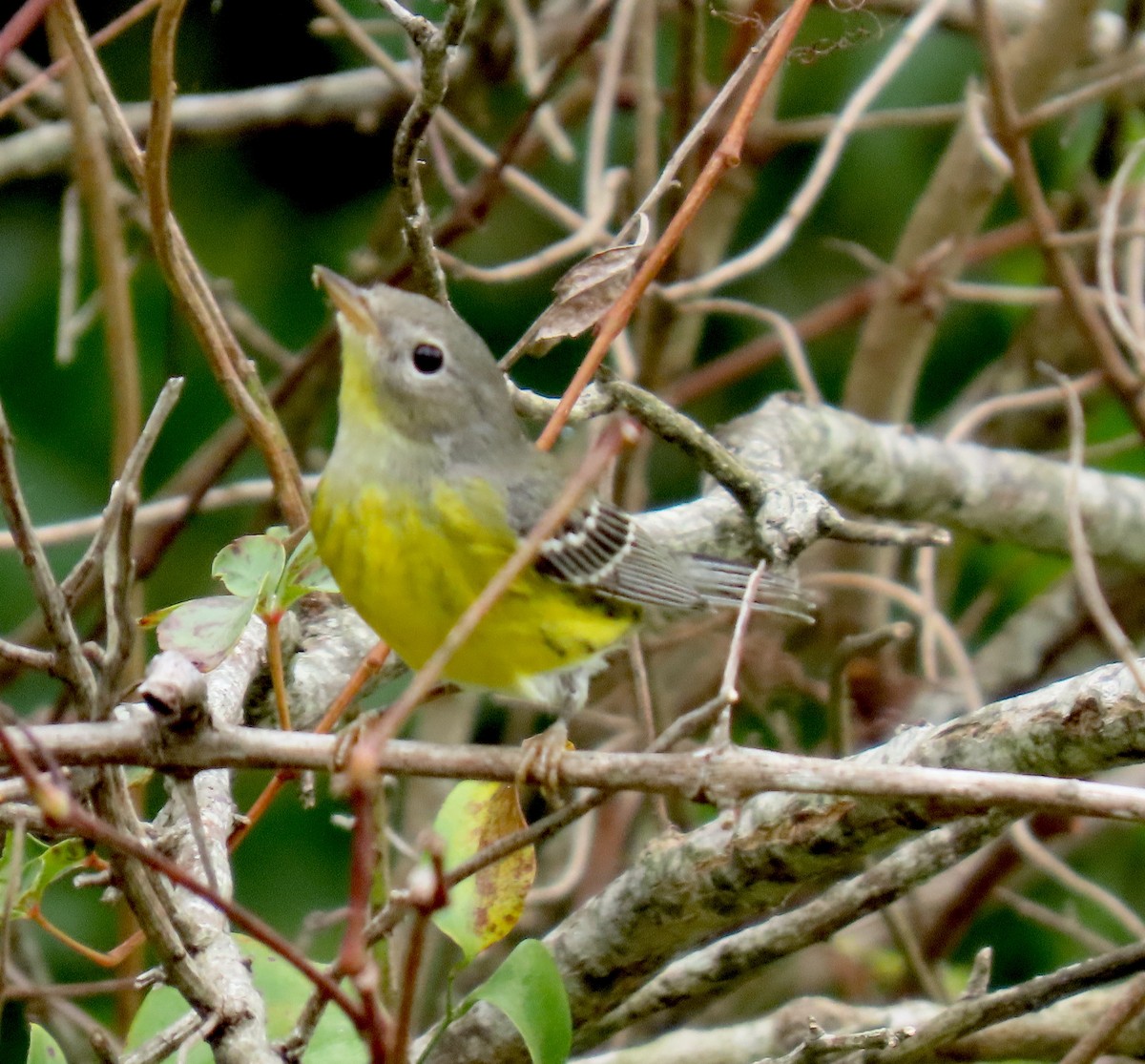 Magnolia Warbler - ML642036633