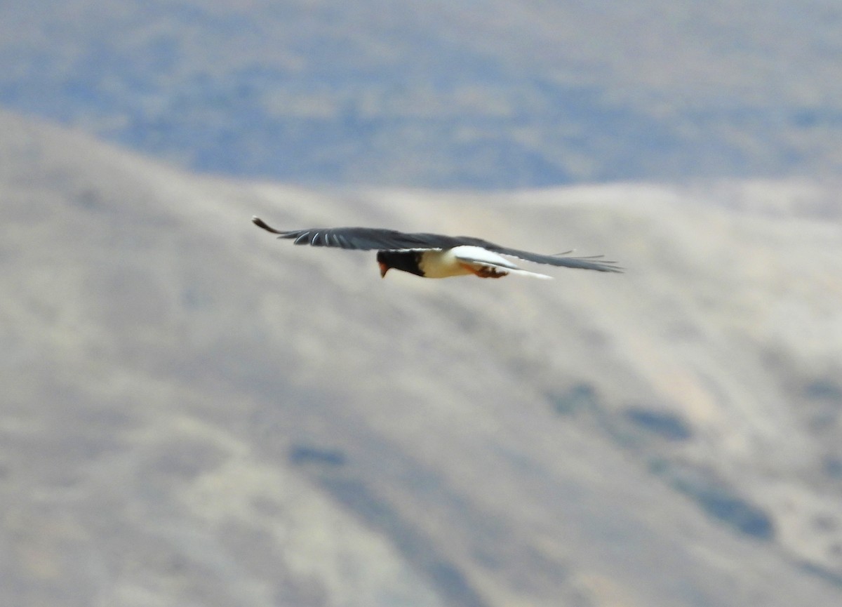 Mountain Caracara - ML642036637