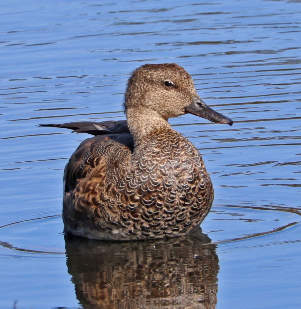 Canard chipeau - ML642036665
