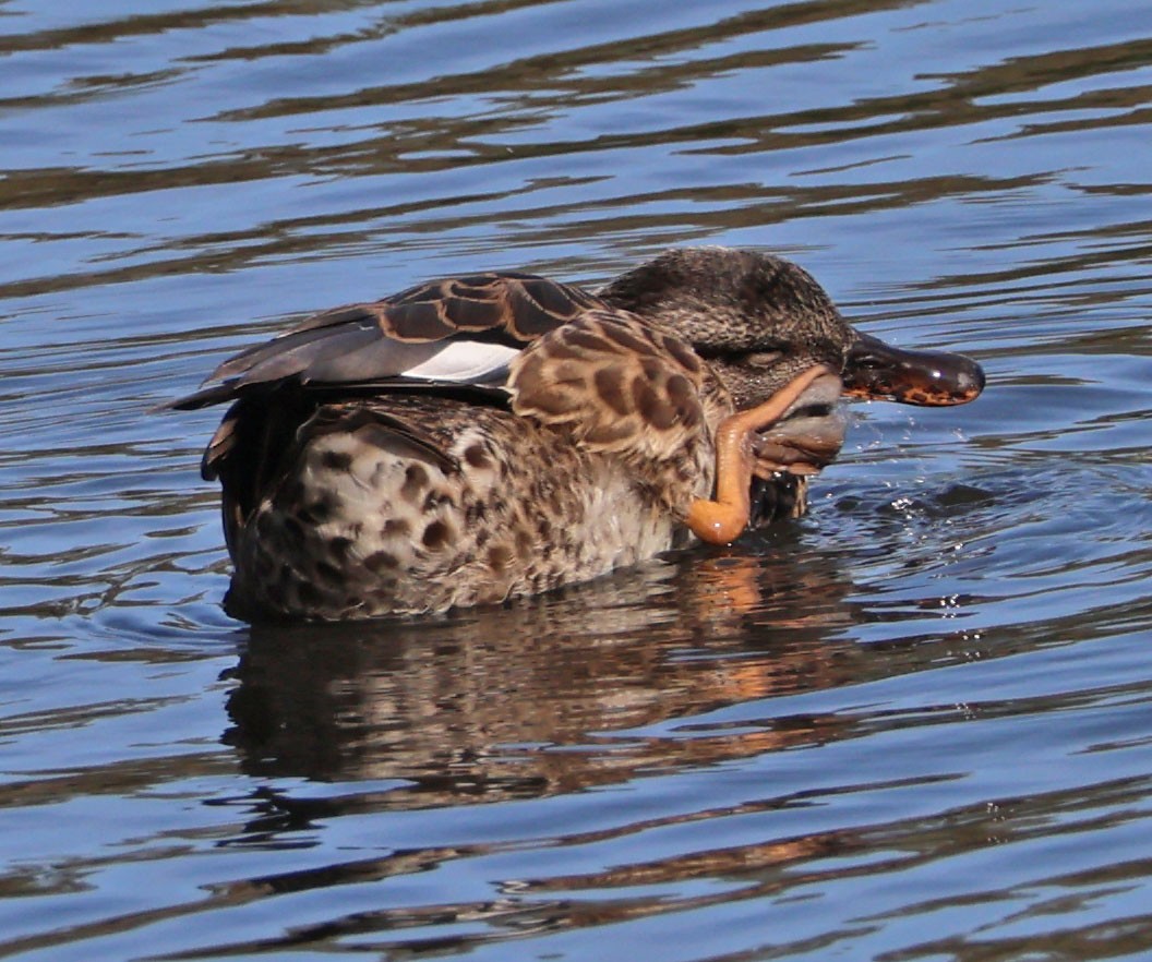 Canard chipeau - ML642036666