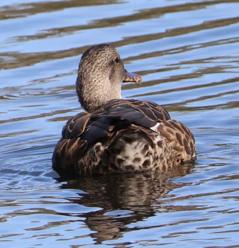 Canard chipeau - ML642036667