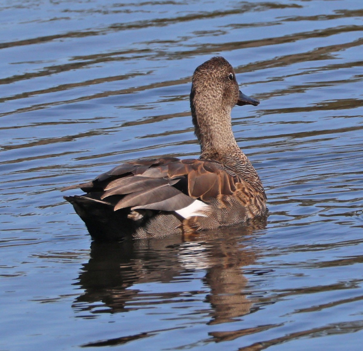 Canard chipeau - ML642036668