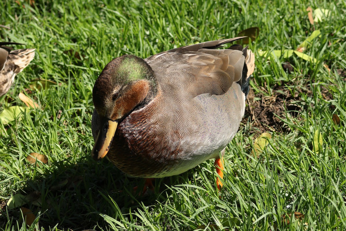 Gadwall x Mallard (hybrid) - ML642036690