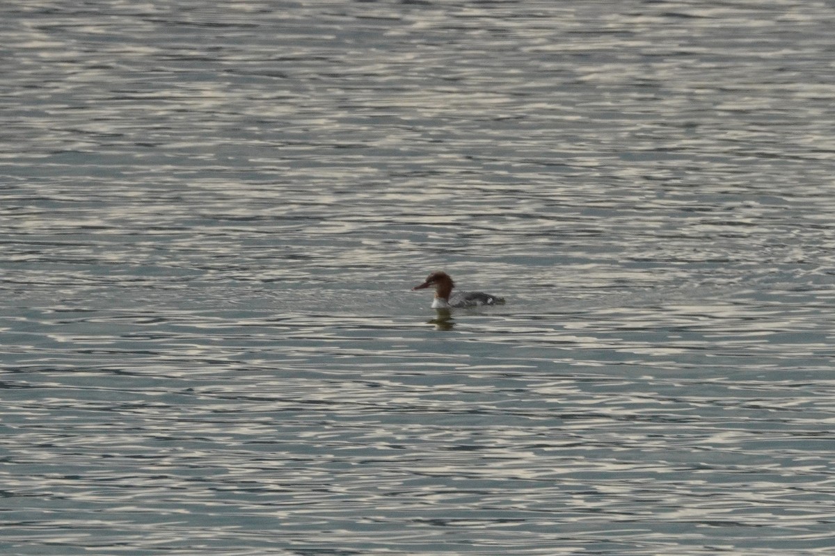 Common Merganser - ML642036701