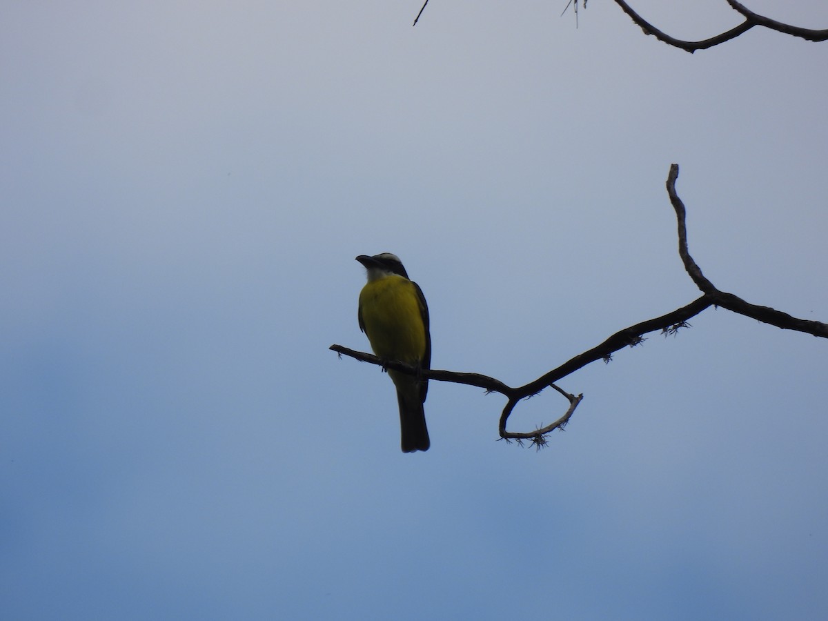 Boat-billed Flycatcher - ML642036707