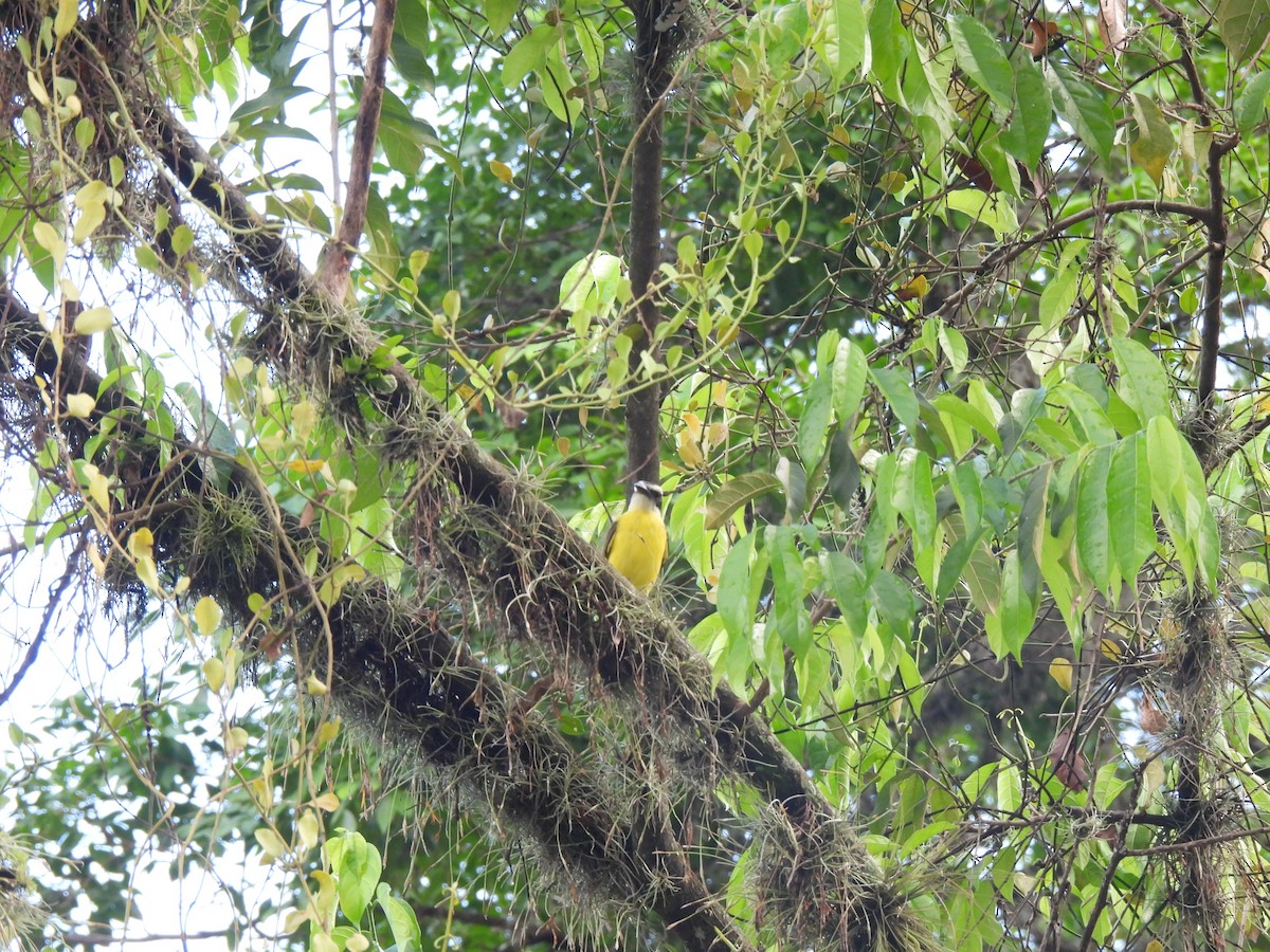 Boat-billed Flycatcher - ML642036708