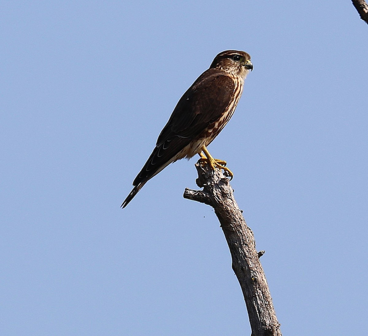 dřemlík tundrový - ML642036709