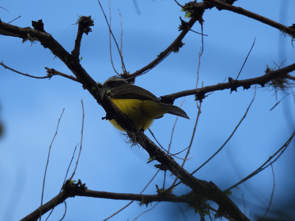 Social Flycatcher - ML642036721