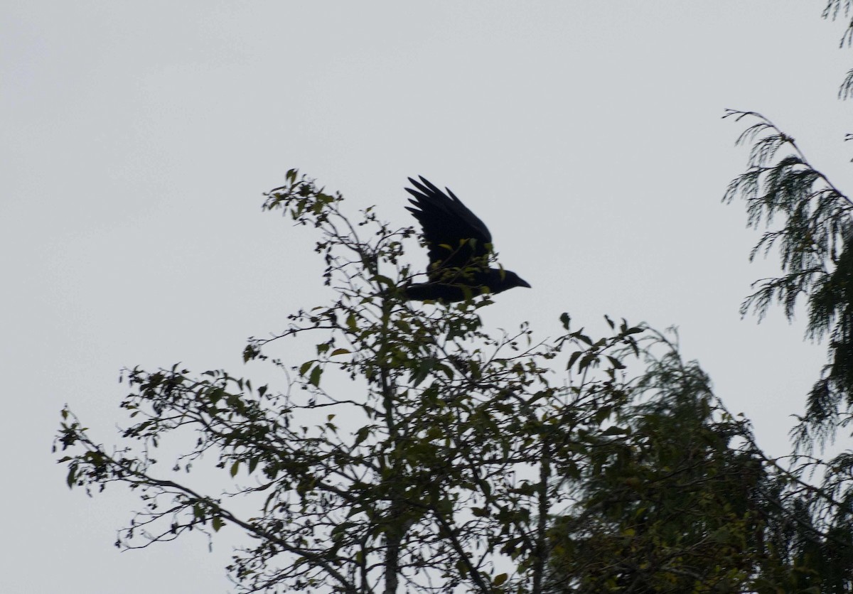 Cuervo Grande - ML642036728