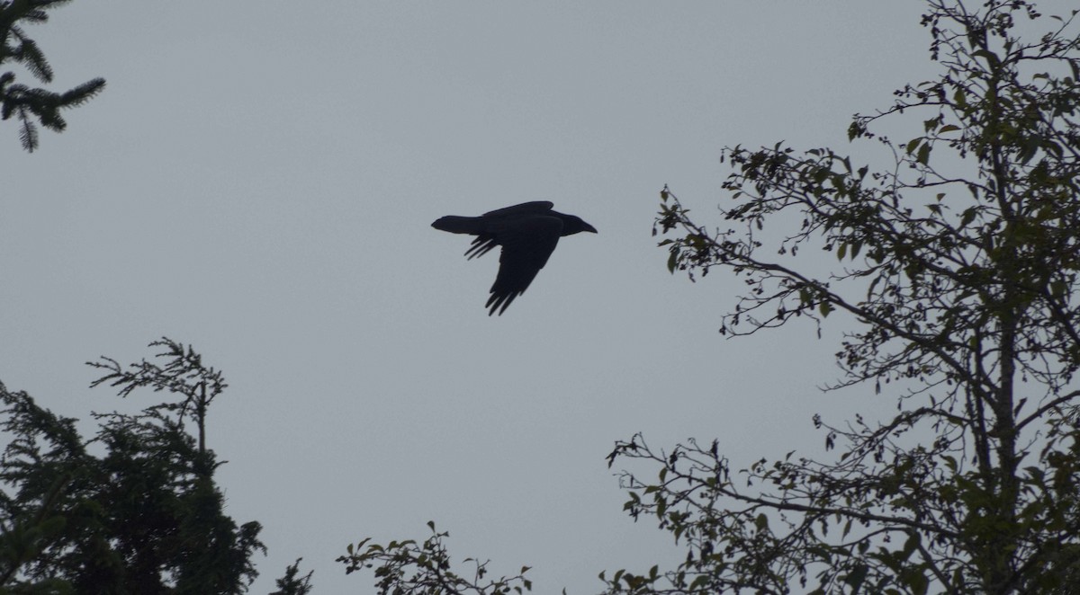 Cuervo Grande - ML642036729