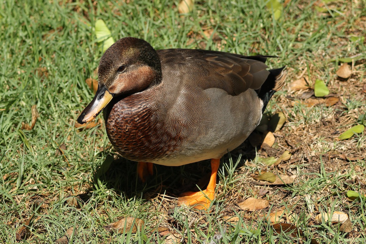 Gadwall x Mallard (hybrid) - ML642036761