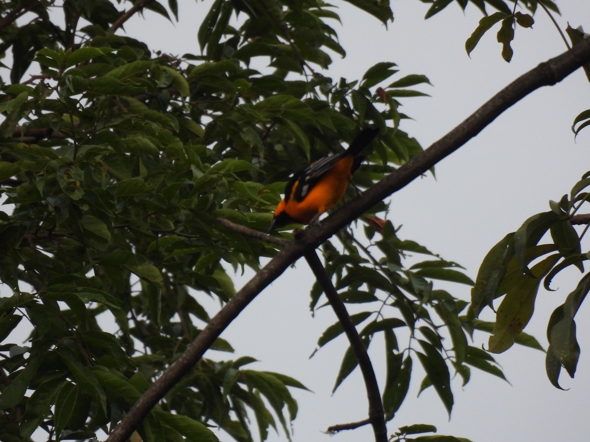 Altamira Oriole - ML642036772