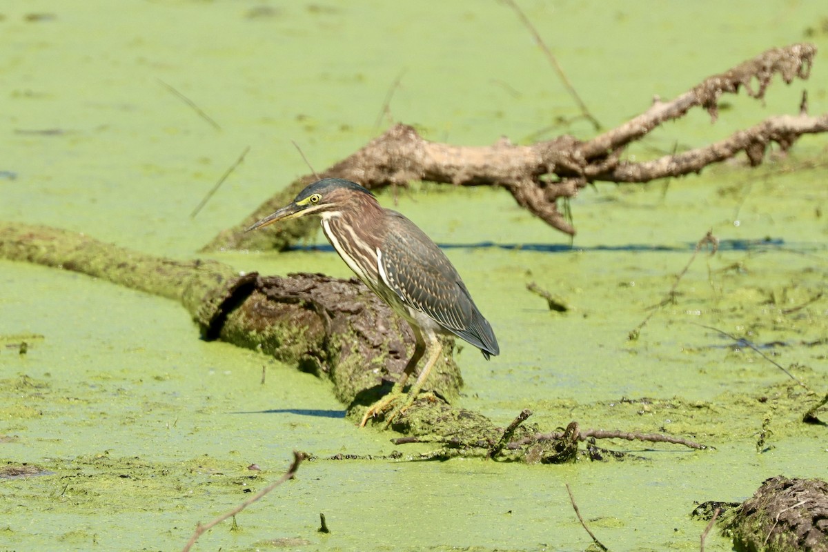 Green Heron - ML642036781