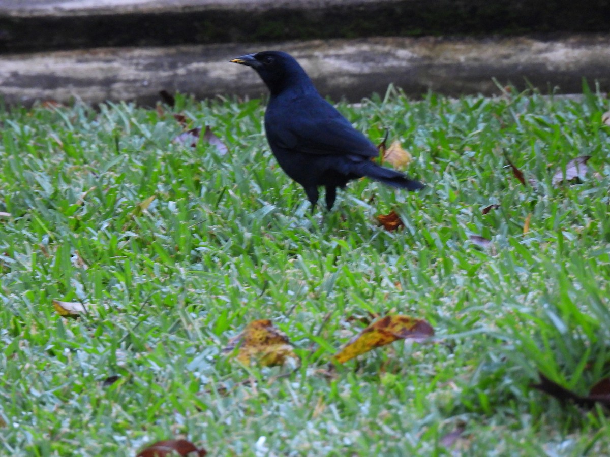 Melodious Blackbird - ML642036787
