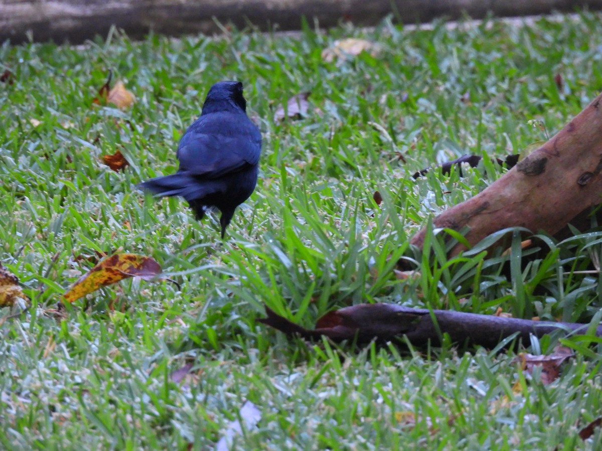 Melodious Blackbird - ML642036788