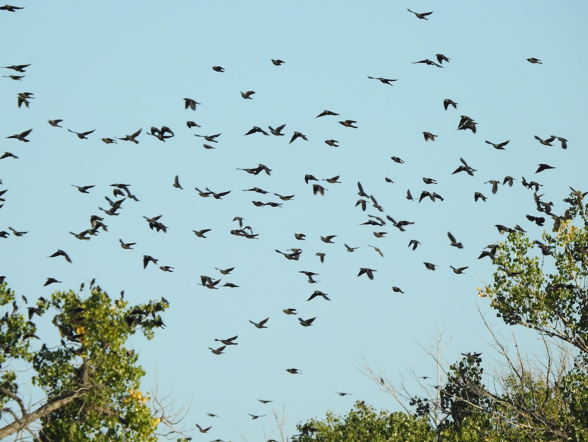 Common Grackle - ML642036793