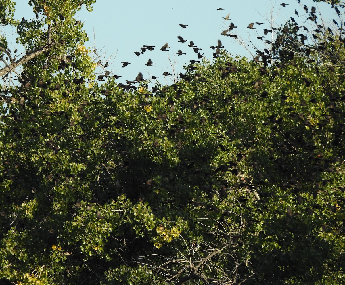 Common Grackle - ML642036794