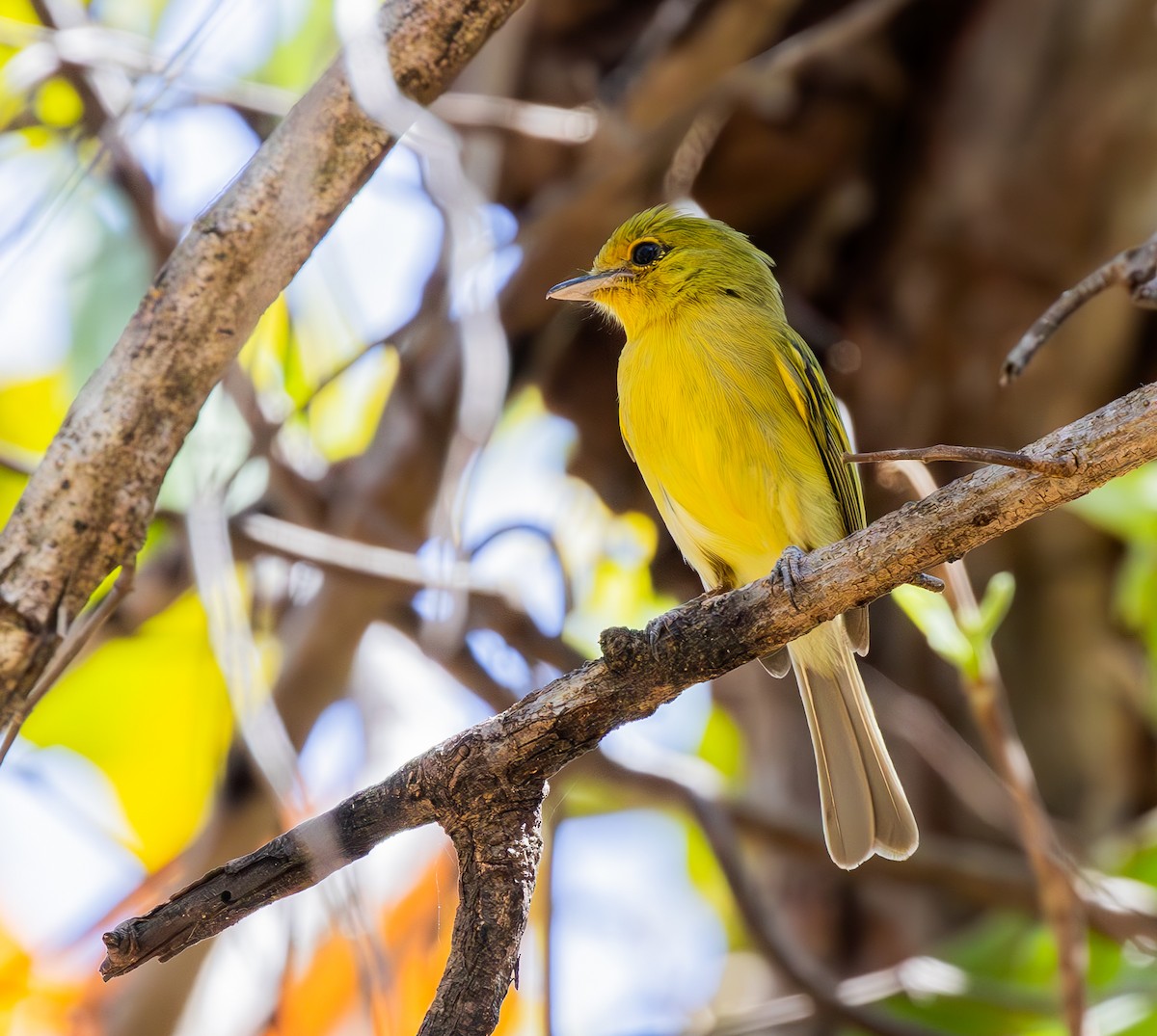 Ochre-lored Flatbill - ML642036798