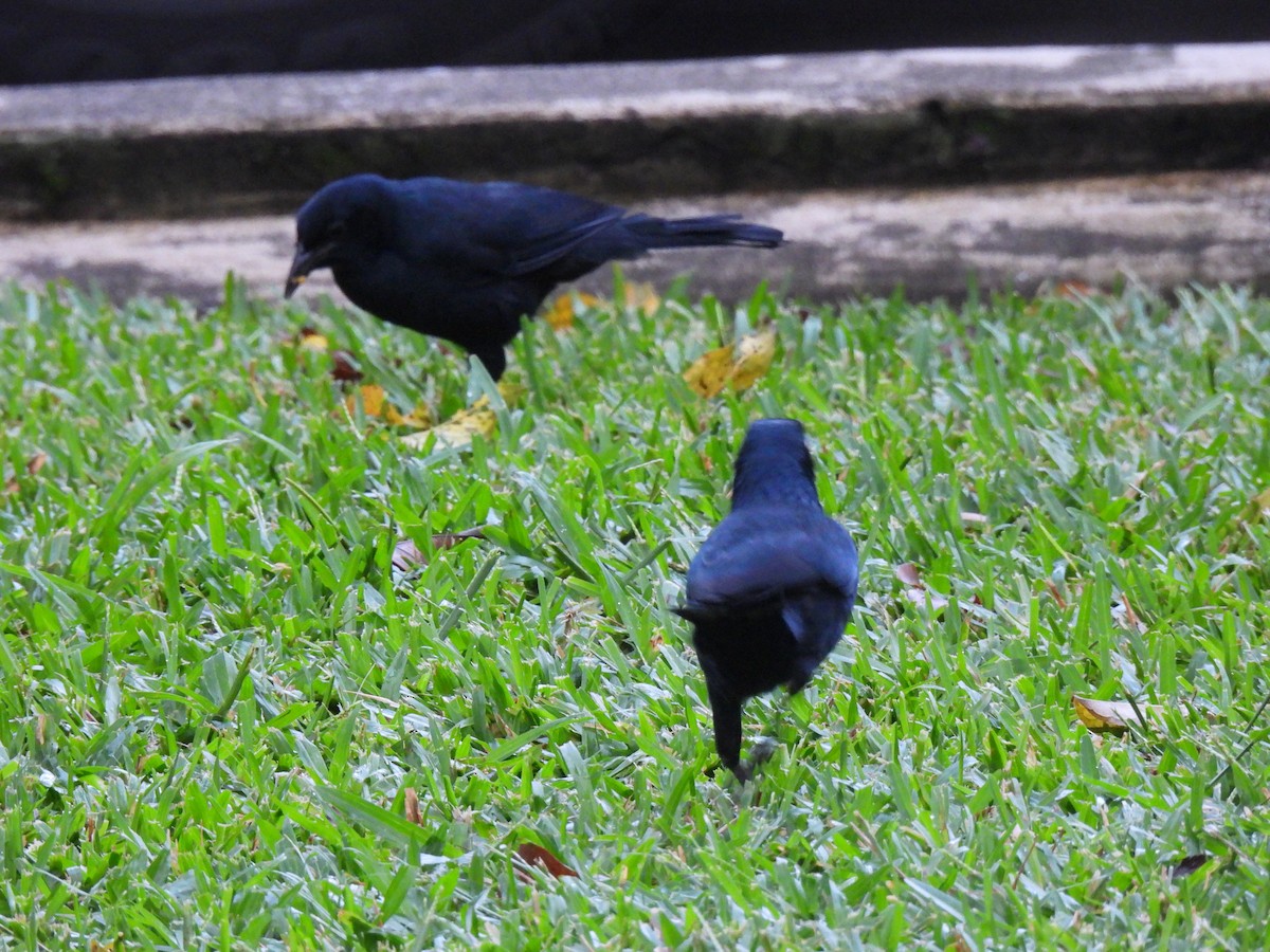 Melodious Blackbird - ML642036800