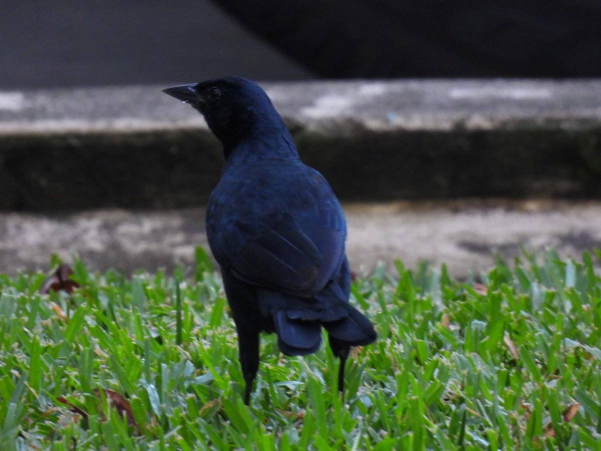 Melodious Blackbird - ML642036802