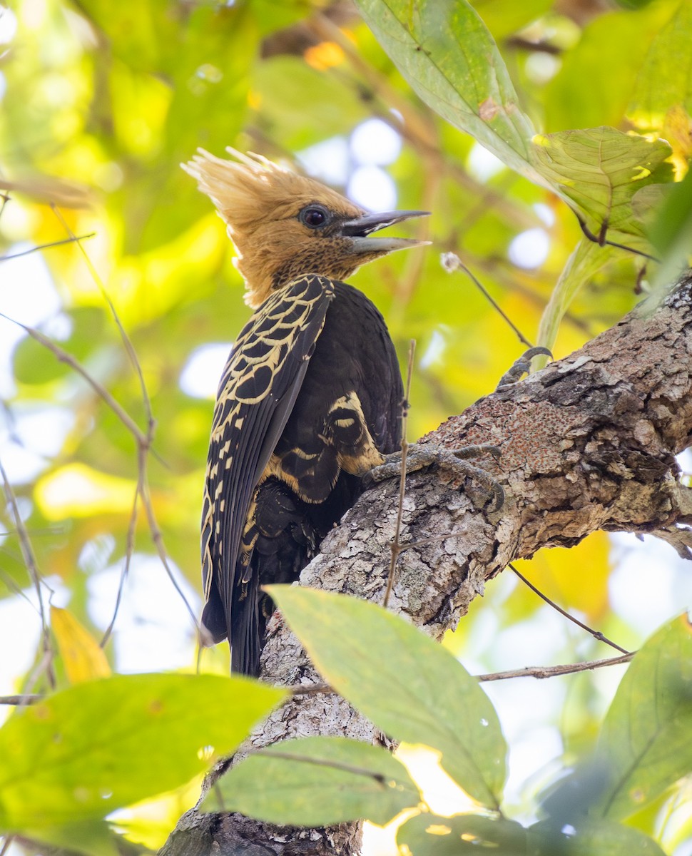 Ochre-backed Woodpecker - ML642036809