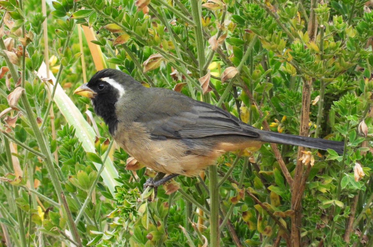 Golden-billed Saltator - ML642036816