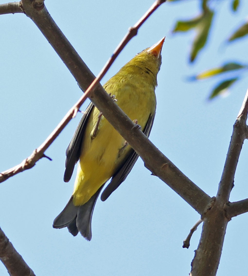 Piranga à tête rouge - ML642036828