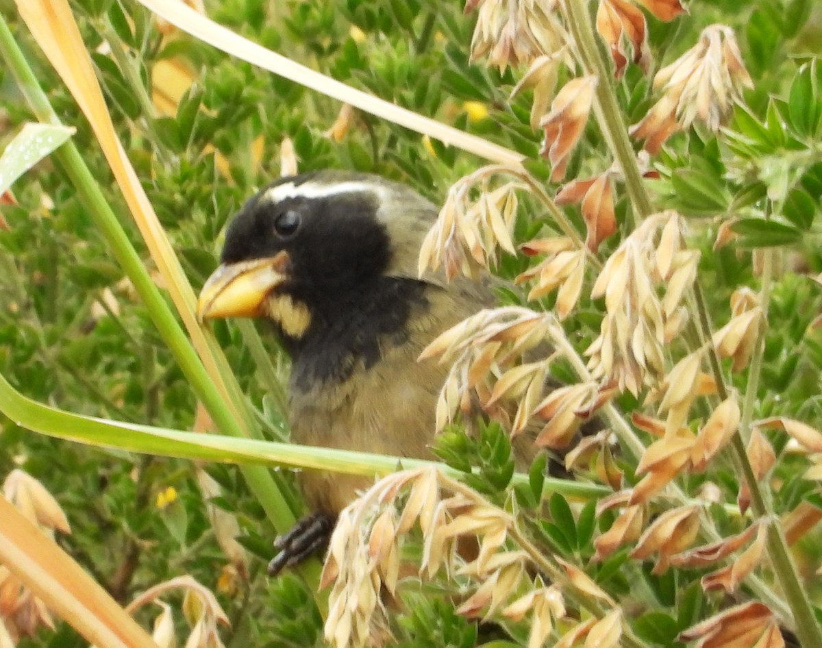 Golden-billed Saltator - ML642036832