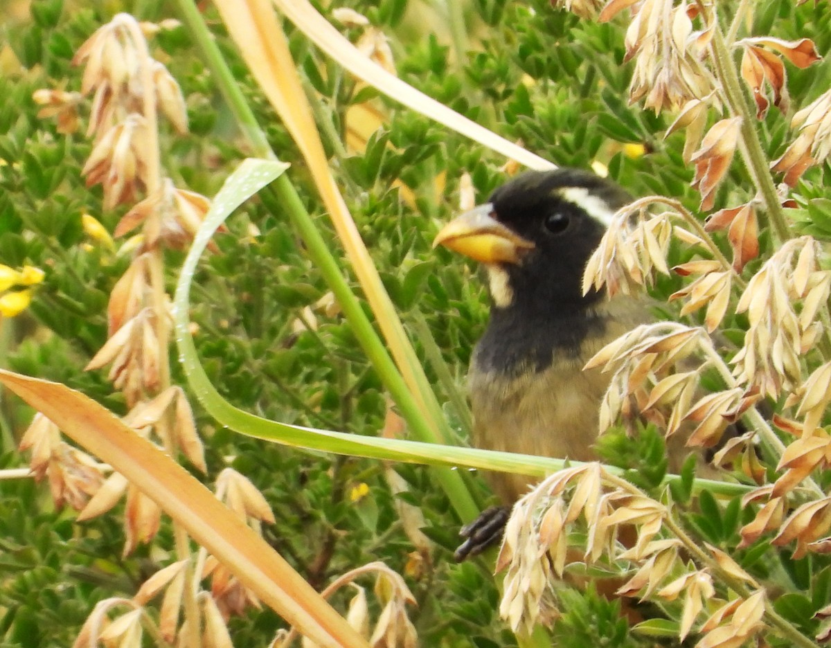 Golden-billed Saltator - ML642036843