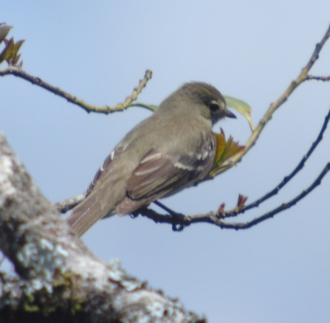 Olivaceous Elaenia - ML642036851