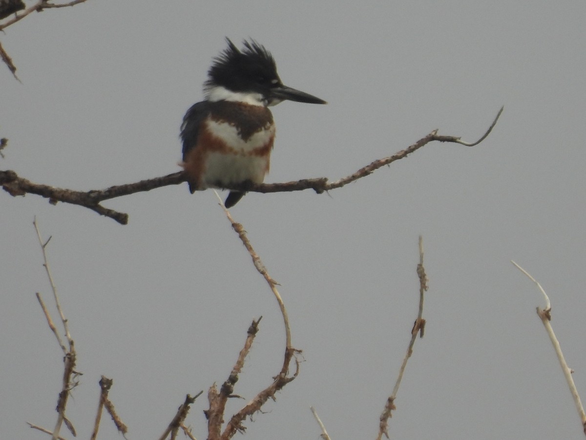 Belted Kingfisher - ML642036857
