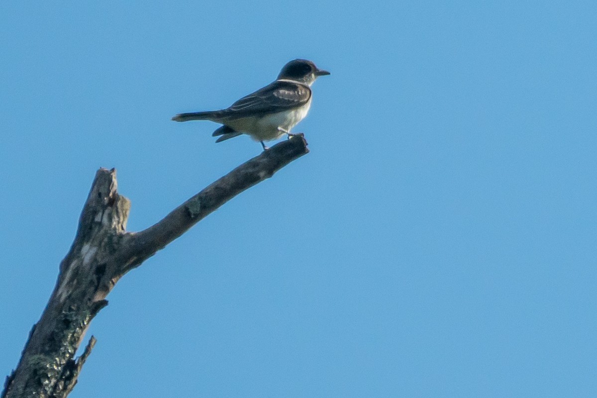 Eastern Kingbird - ML642036866