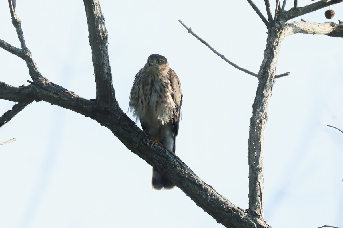 Sharp-shinned Hawk - ML642036874