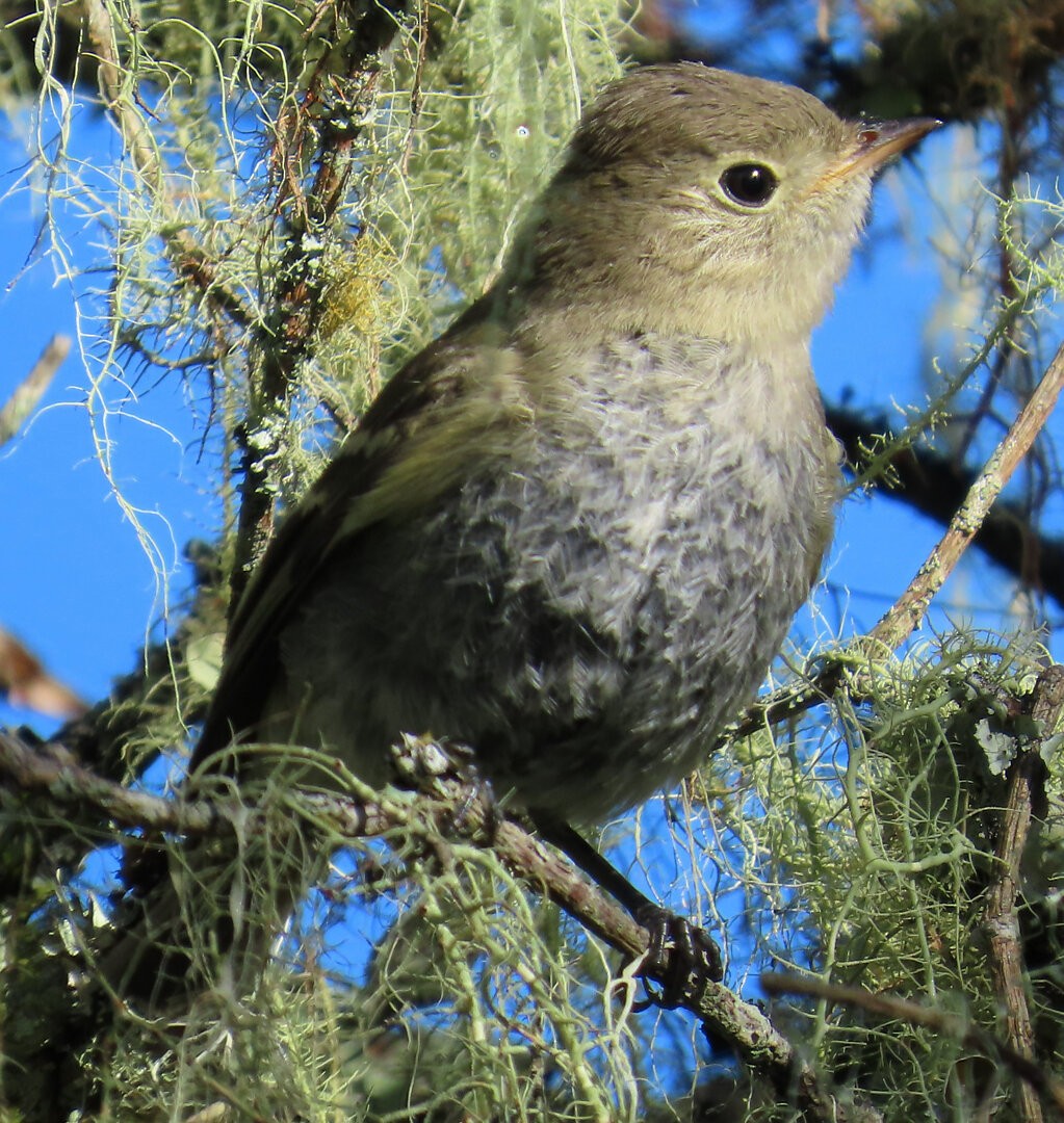 Olivaceous Elaenia - ML642036907