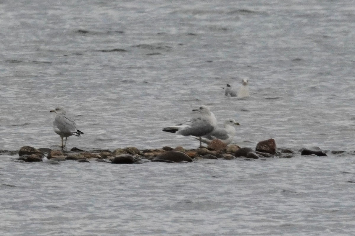 Ring-billed Gull - ML642036914