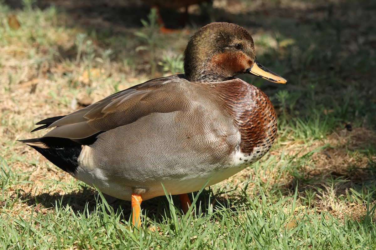 Gadwall x Mallard (hybrid) - ML642036917