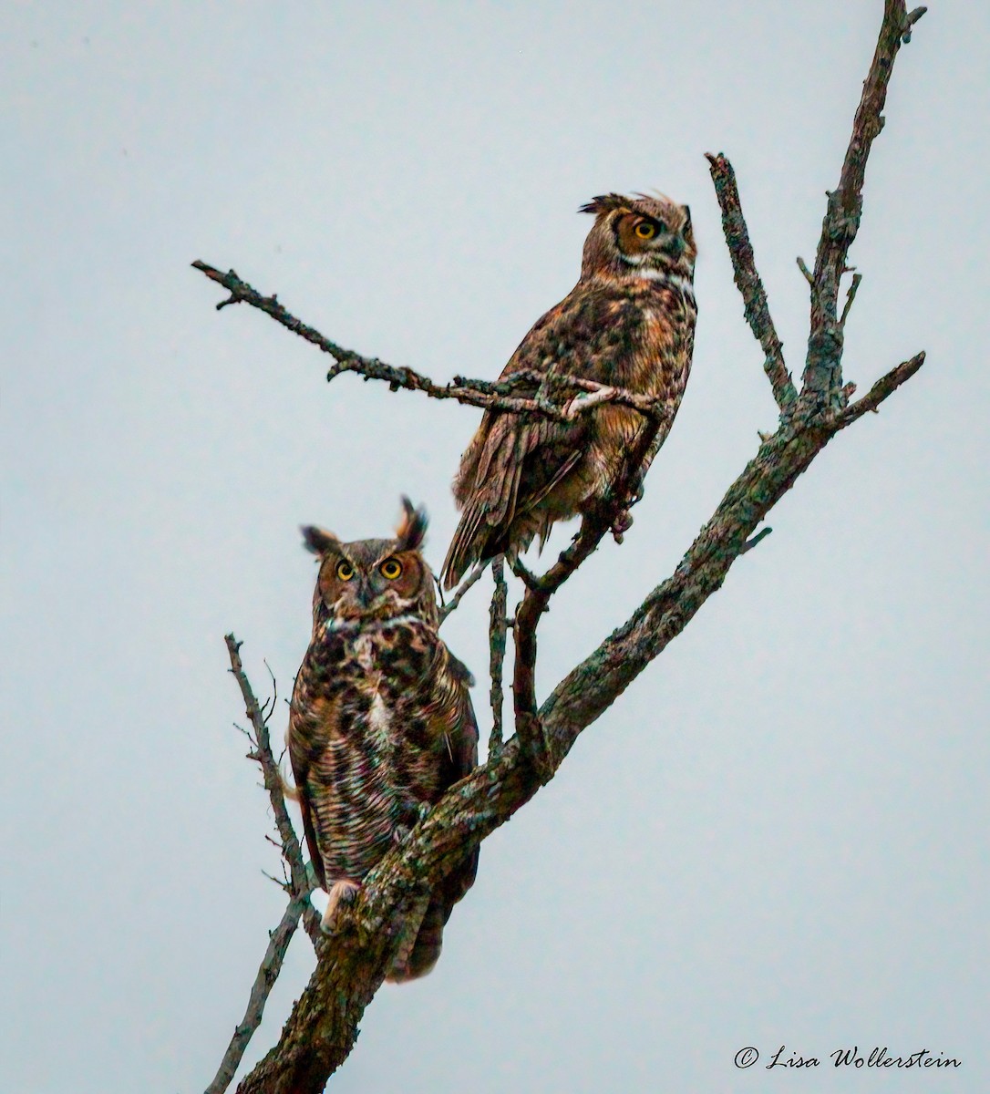 Great Horned Owl - ML642036922