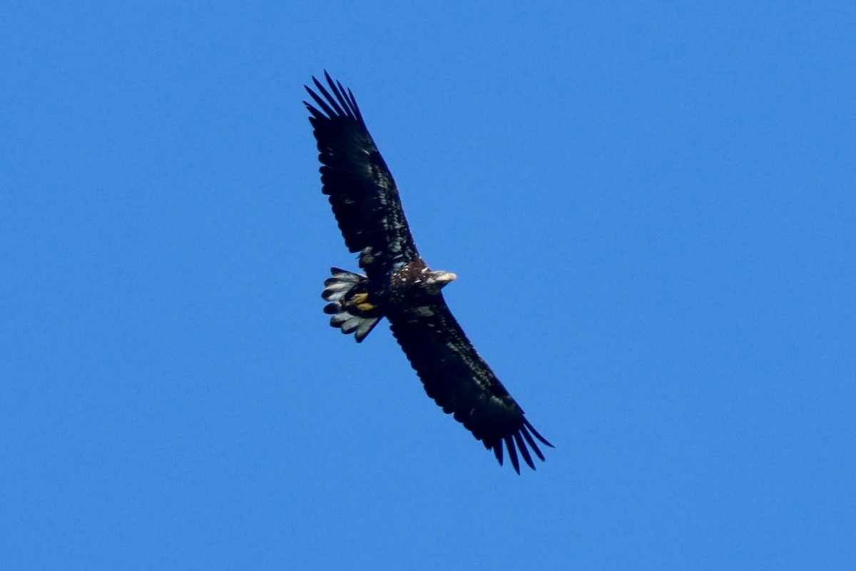 Bald Eagle - ML642036923